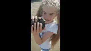 Ручной голубь