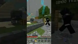 Meu novo Pet muito cuidado 