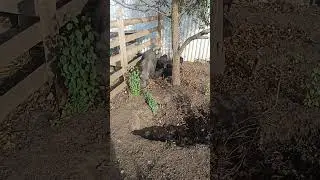 Поросята гуляют