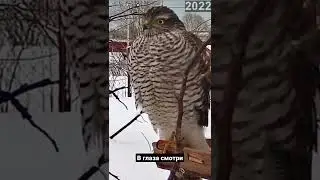 Прямо в душу смотрит