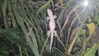 Seeing gecko eggs through their skin!