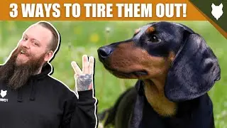 3 Tips To Tire Out Your DACHSHUND Puppy