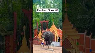 Elephant Show in Thailand #thailand #elephant #elephantdance #elephantvideo #thailandtravel #bangkok