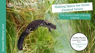 Making Space for Great Crested Newts: the District Level Licensing Scheme