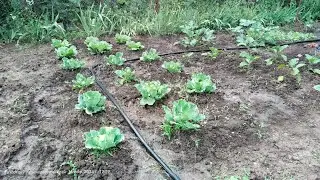 15.06.2024 Туманная система полива☔. Я очень доволен как работает данная система.