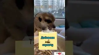 Добываем саранчу #meerkat #сурикотики #cat #шпротик