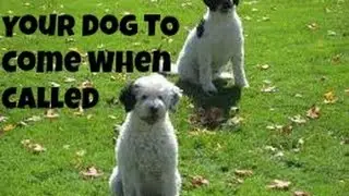 Dog Training Basics How To Train Your Dog To Come When You Call