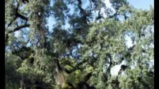 Omar Akram - Old Trees (HQ Video)©