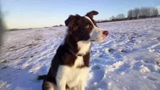 Border collie Dari 5month(20.01.2017)