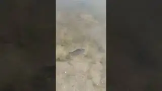 На рыбалке выпускаю карася №3 #рыбалка #fishing #fish #рыба