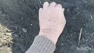 11 квітня, посів сої Мустанг