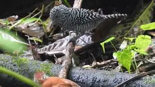 Bar crested Antshrike NE   Northern Waterthrush NB 01