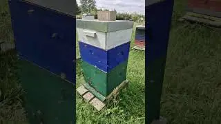 ПЧЁЛЫ