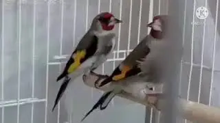 Седоголовые щеглы. Саьва