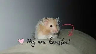 My new hamster! | New Adition