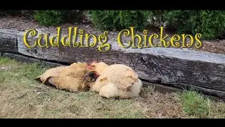 Cuddling Chickens