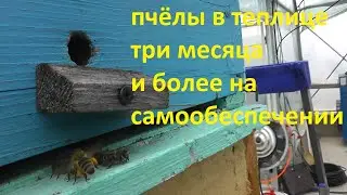 hive for greenhouses