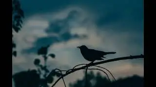 Пение соловья и кукушки в вечернем лесу (звуки природы для души)