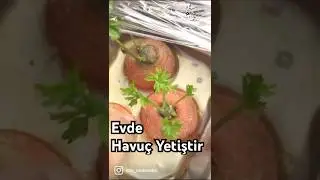 Don't Throw Out the Carrot Stalks!