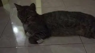 kucing kesukaan si BOCIL