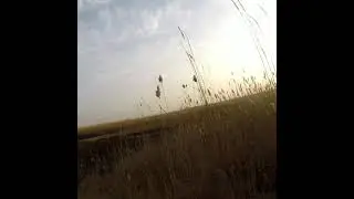 охота на фазан