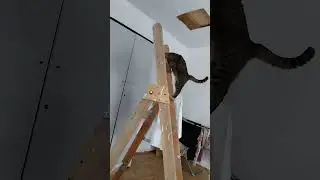 Как кот на стремянку запрыгнул.