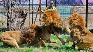 Тайган выпустил львов из вольеров. Крым/Released a lion from aviaries