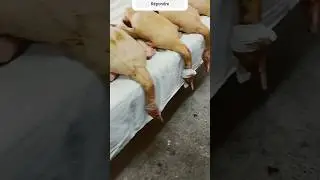 зимние заготовки из гуся #гусь #тушенка #паштет #франция