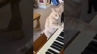 A cat playing the piano 🎹🤭🐈