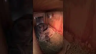 Something Tiny Crawled In From The Cold… Watch What The Big Cat Does