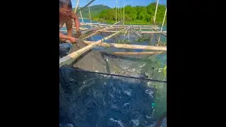 Nakataos kami sa ayungin+Napakarami naming huli sa skylab🙏🏻/TALIM ISLANDER
