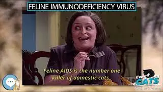 Feline immunodeficiency virus 🐱🦁🐯 EVERYTHING CATS 🐯🦁🐱