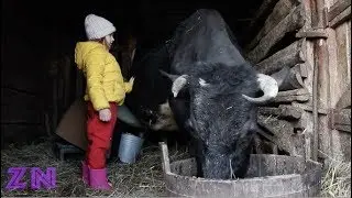 Как Зоряна корову доила.
