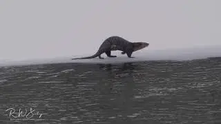 River Otter Sliding on Ice