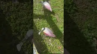 What kind of bird is this ? #shorts