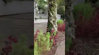 menyegarkan pagi di NUART