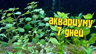 Аквариуму 7 дней, новые бактерии, высокий фосфат.