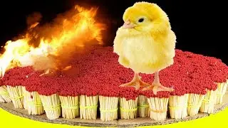 EXPERIMENT 50,000 SAFETY MATCHES vs CHICKEN