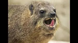 THE HYRAX RAP