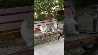 Cat Cute #cutecat #cats