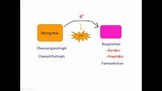 Prokaryotic Metabolism Warmup Info Part 3