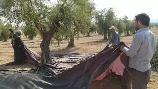 Kilis Zeytin Hasadı / Çinîna Zeytûna Çiyayê Kurmanç Kilîsê (YENİ -NÛ )