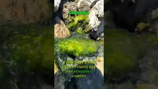 Thermophilic Algae Bathing In Sulfur Hot Springs🤮 (#botany)