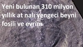 Yeni bulunan 310 milyon yıllık at nalı yengeci beyni fosili ve evrim