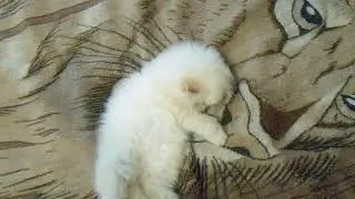 Мальчик ред поинт