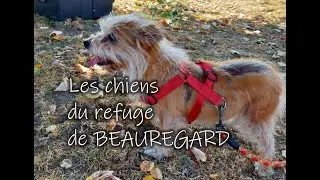 Septembre 2021 - les chiens du refuge de BEAUREGARD