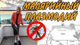 ЖИЗНЕННЫЙ ЦИКЛ МАЛЯРИЙНОГО ПЛАЗМОДИЯ//ТЕОРИЯ И РЕШЕНИЕ ЗАДАНИЙ