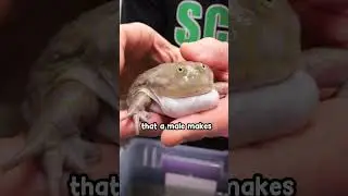 why do frogs scream?