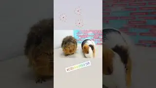 Свинок бузя потеряла подписчиков 😭😭😭
