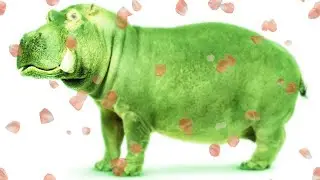 бергемот